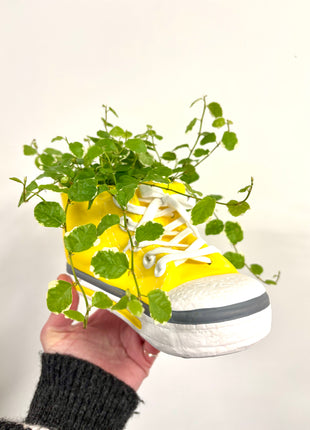 Trainer plant pot