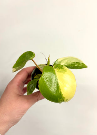 Philodendron Burke Marx variegated