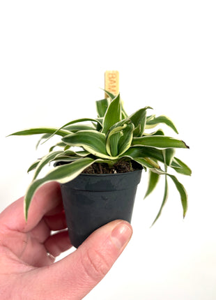 Mini Spider 5.5cm