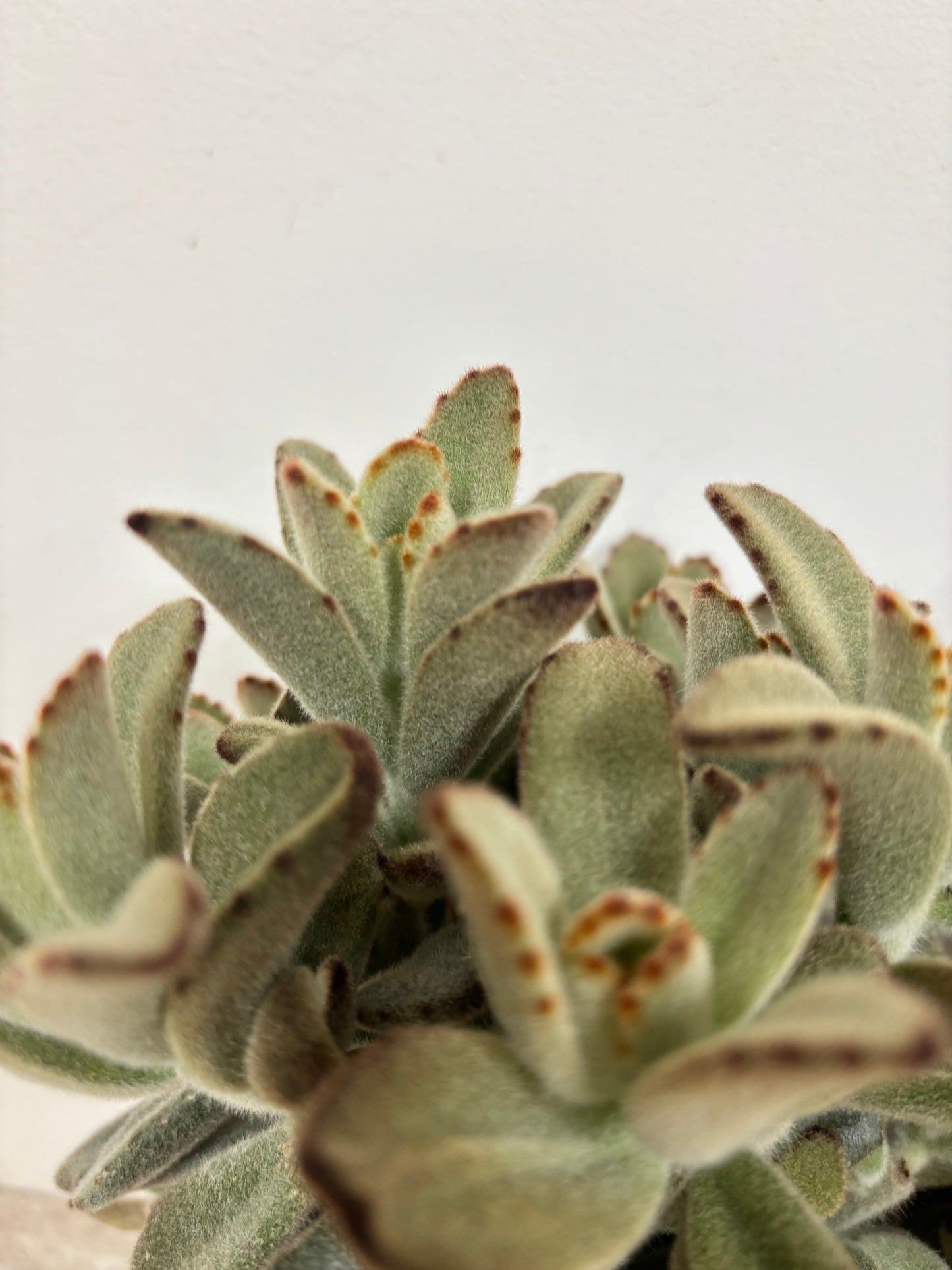 Kalanchoe Tomentosa