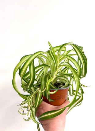 Chlorophytum Bonnie