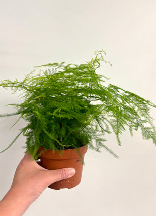 Asparagus Setaceus