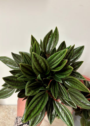 Peperomia Rosso