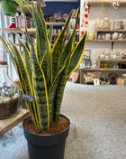 Sanseveria
