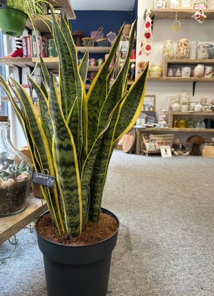 Sanseveria