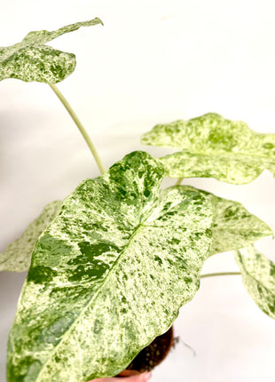 Alocasia Batik Variegata