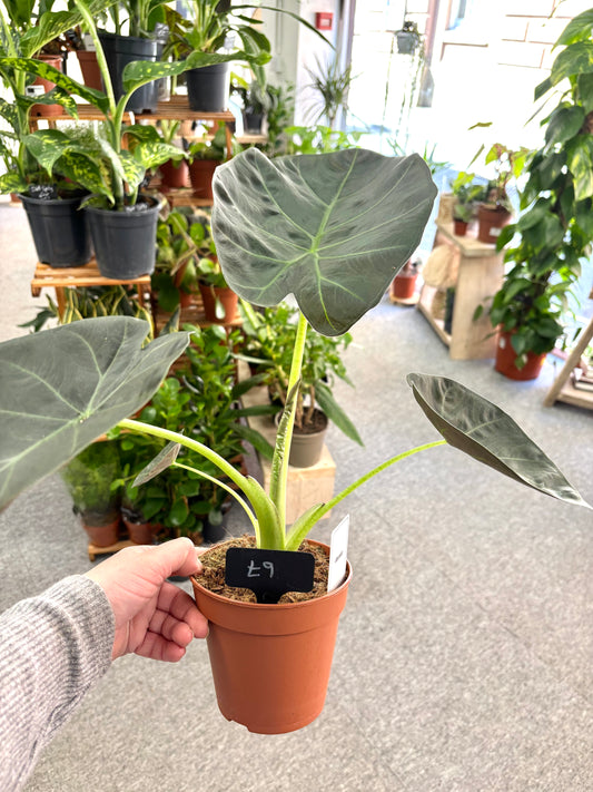 Alocasia Regal Shields