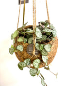 Coconut planter string of hearts - Kokodama