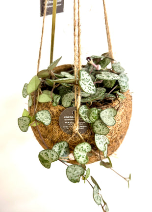 Coconut planter string of hearts - Kokodama