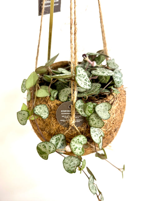Coconut planter string of hearts - Kokodama