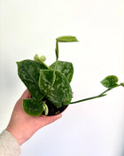 Scindapsus Silvery Ann