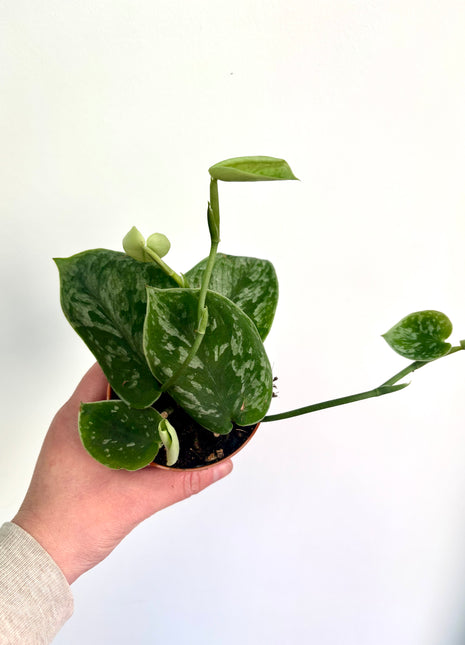 Scindapsus Silvery Ann