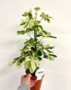 Schefflera Charlotte