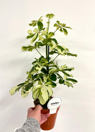 Schefflera Charlotte