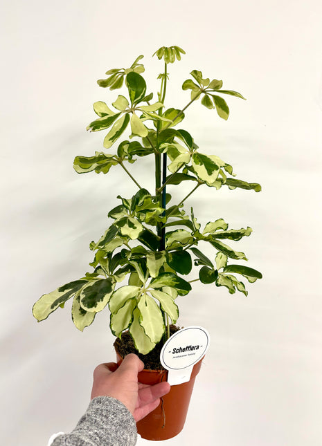 Schefflera Charlotte