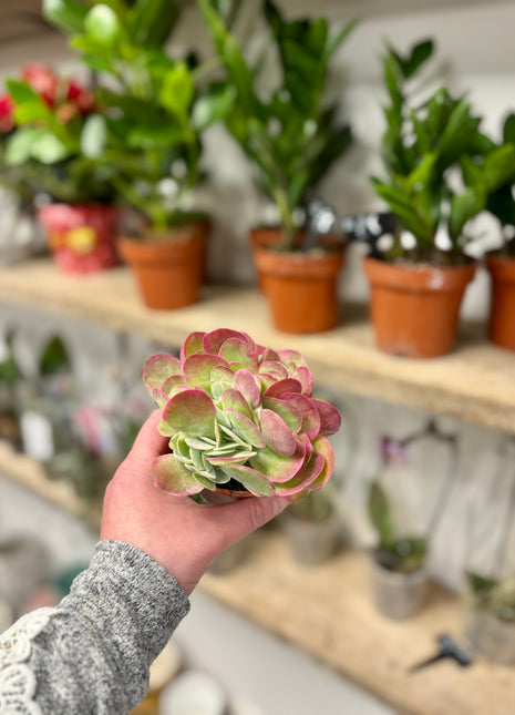 Kalanchoe Thyrsiflora Variegata