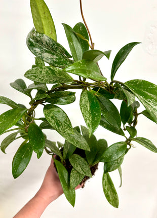 Hoya Carnosa Silverspots