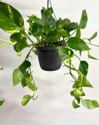 Epipremnum Aureum
