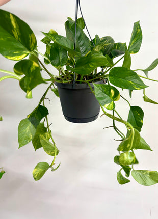 Epipremnum Aureum
