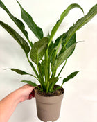 Spathiphyllum/ Peace Lily variegated