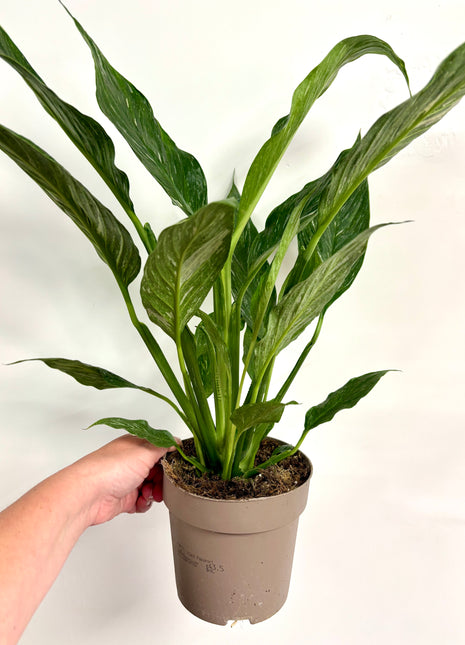 Spathiphyllum/ Peace Lily variegated