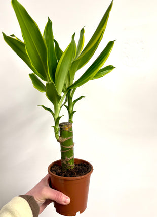 Dracaena Golden Coast