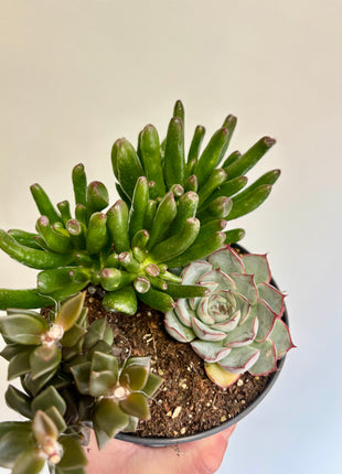 Mixed potted succulents