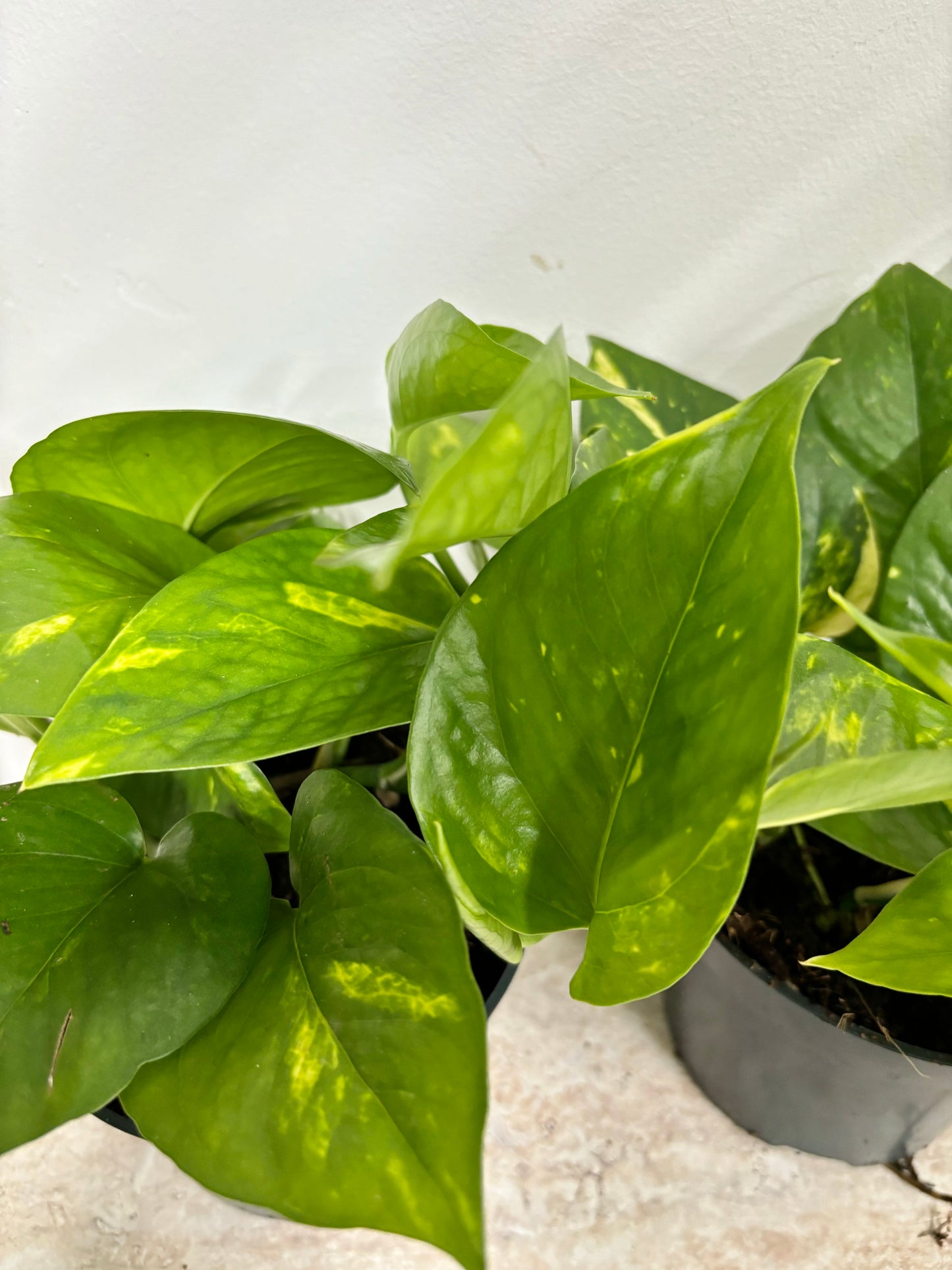 Epipremnum Aureum