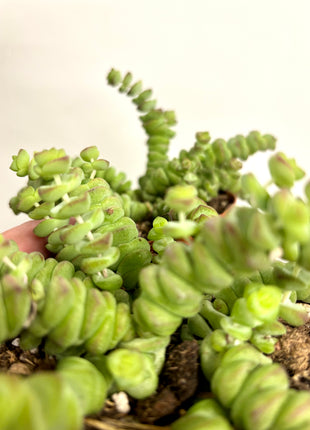 Crass Marnieriana Hottentot