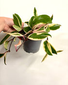 Hoya Pink Dream Flamingo