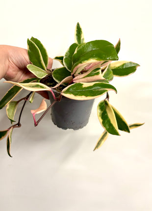 Hoya Pink Dream Flamingo