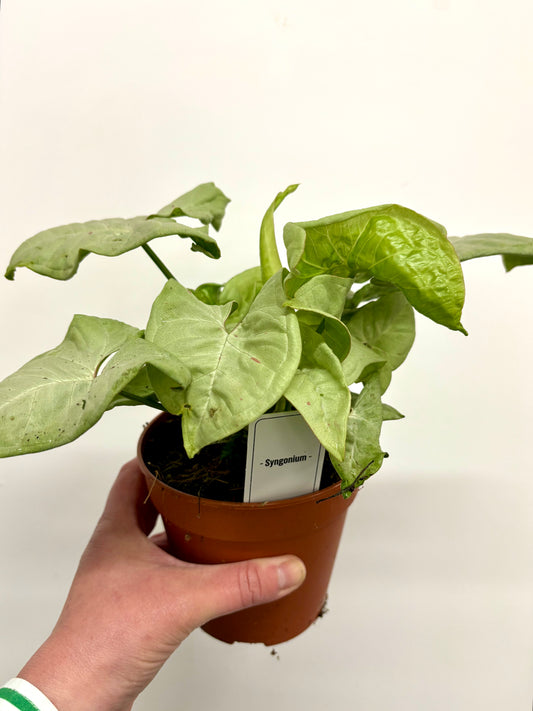Syngonium Confetti