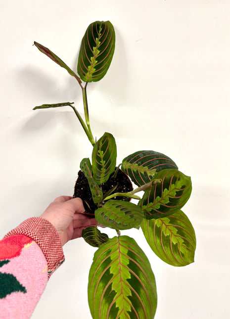 Maranta Fascinator