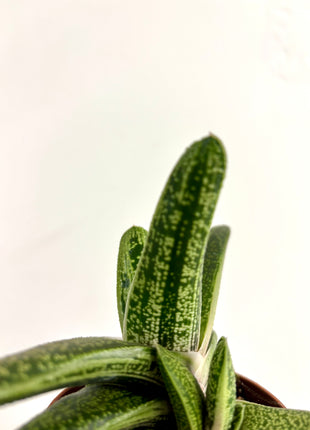 Gasteria Little Warty