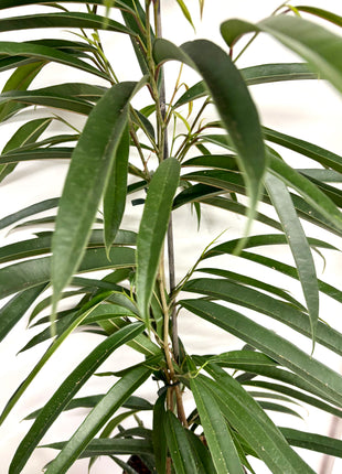 Ficus Bin Alii