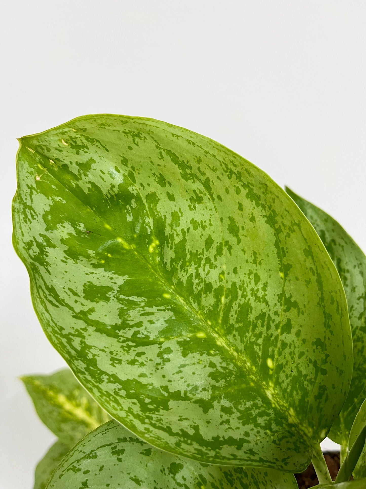 Aglaonema Lemon Mint