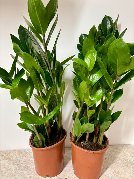 Zamio  Zamiifolia