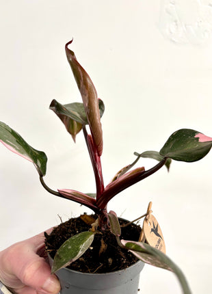 Philodendron pink princess marble