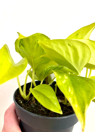 Epipremnum Champs Elysees