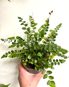 Pellaea Button Fern