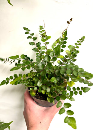 Pellaea Button Fern