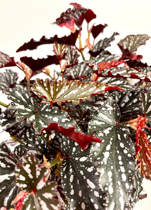 Begonia Maculata Spotlight Green