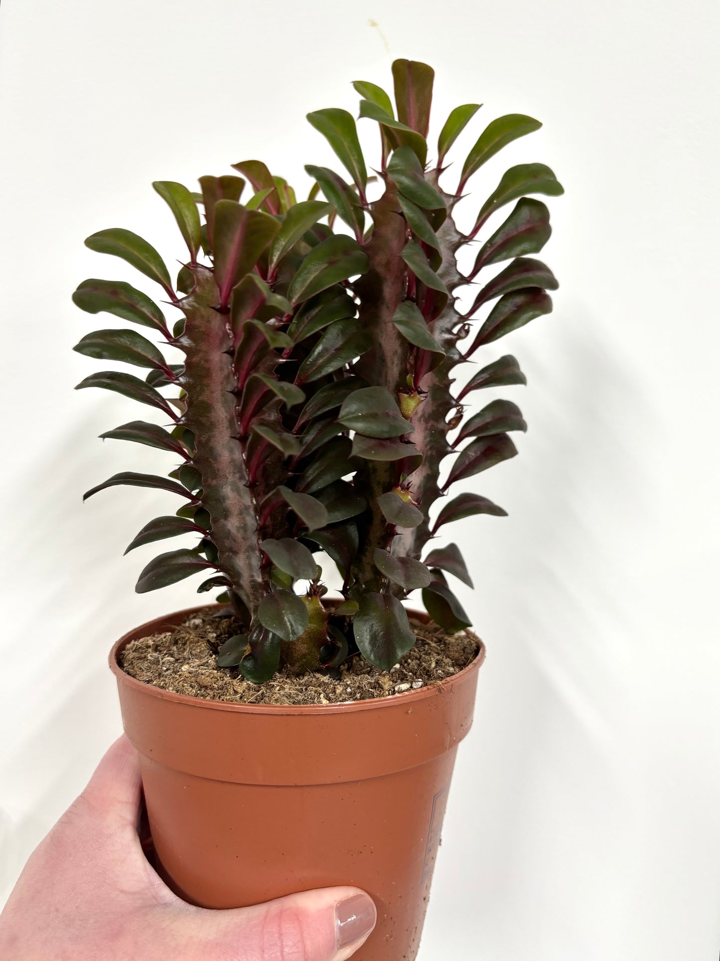 Euphorbia Trigona Ruba