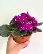 African Violet