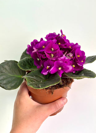 African Violet
