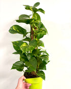 Epipremnum Aureum