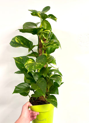 Epipremnum Aureum