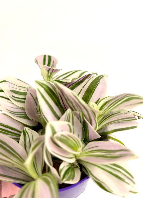Tradescantia Unicorn