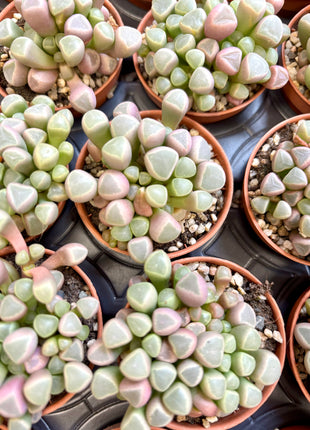 Fenestraria Rhopalophylla