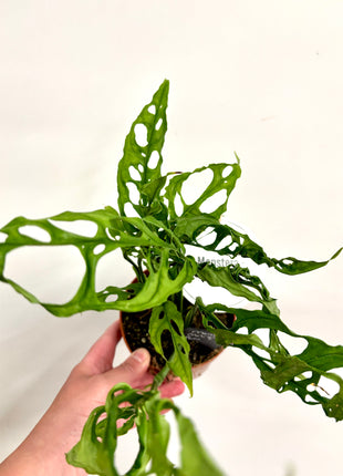 Monstera Oblique Peru